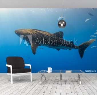 Picture of Large Whale Shark swimming in shallow water over a tropical coral reef